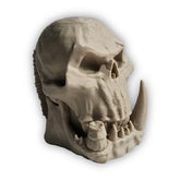 Orc Skull, Can Holder